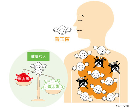 善玉菌のイメージ図